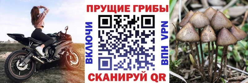 Псилоцибиновые грибы MAGIC MUSHROOMS  купить наркотик  Тогучин 
